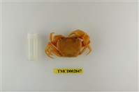 藏品(黃綠澤蟹)的圖片